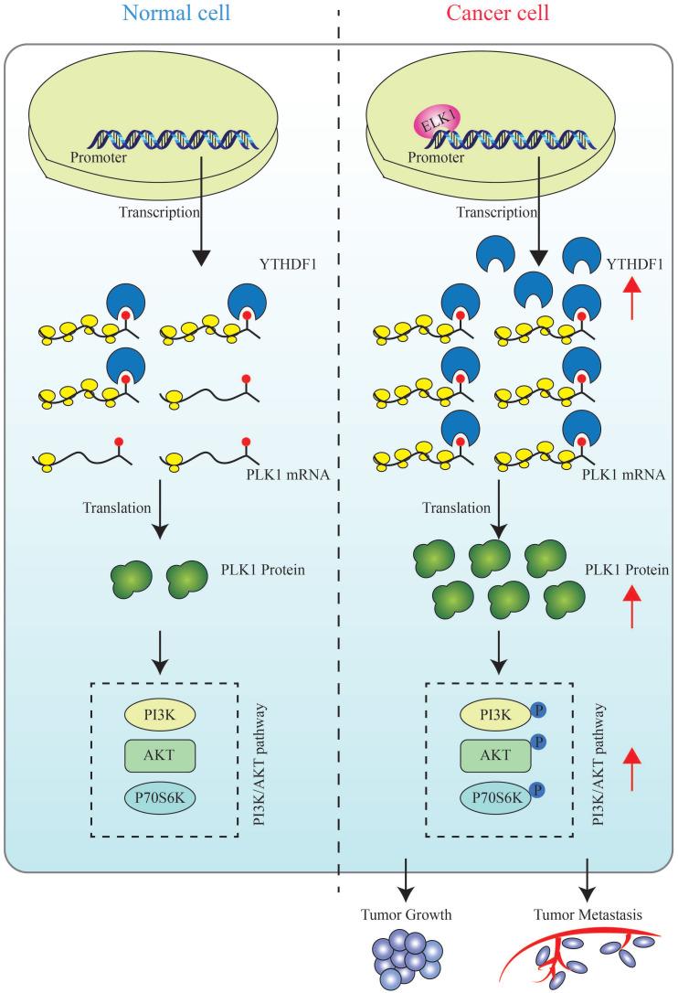 https://cdn.ncbi.nlm.nih.gov/pmc/blobs/480c/9682537/8ad274fa6a67/ijbsv18p6145g008.jpg