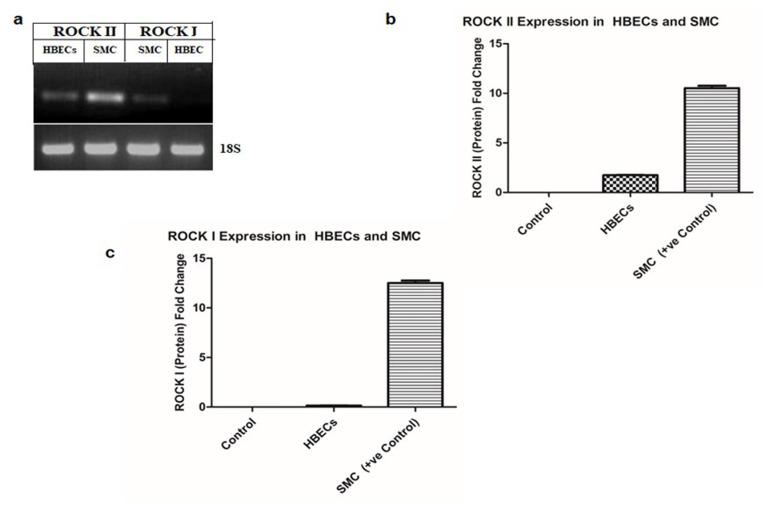 https://cdn.ncbi.nlm.nih.gov/pmc/blobs/480e/12185010/5a9ba78a865d/pone.0326312.g001.jpg