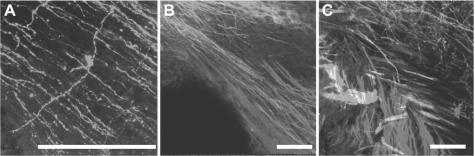 https://cdn.ncbi.nlm.nih.gov/pmc/blobs/4810/2430174/0f4eb94709dd/limm36-763-f6.jpg