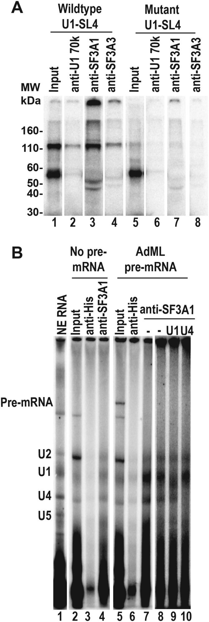 https://cdn.ncbi.nlm.nih.gov/pmc/blobs/4812/4233244/7a640d781979/2518fig6.jpg