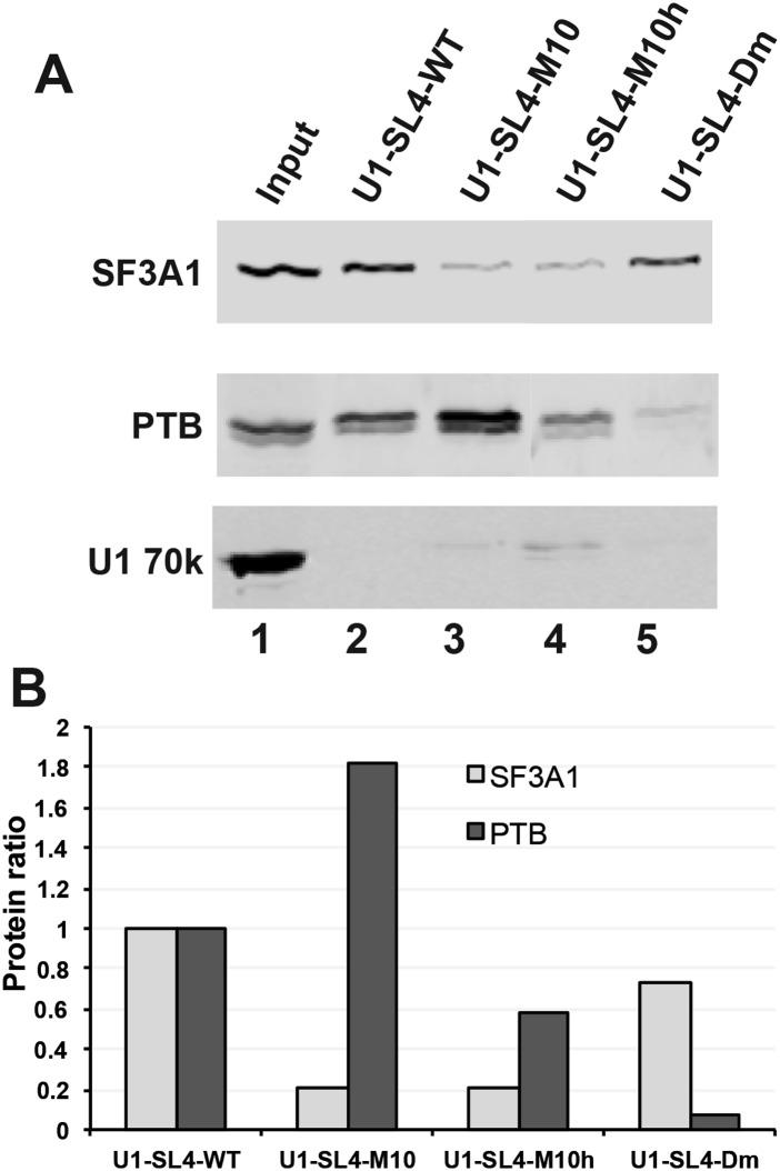 https://cdn.ncbi.nlm.nih.gov/pmc/blobs/4812/4233244/c5832c277a60/2518fig7.jpg