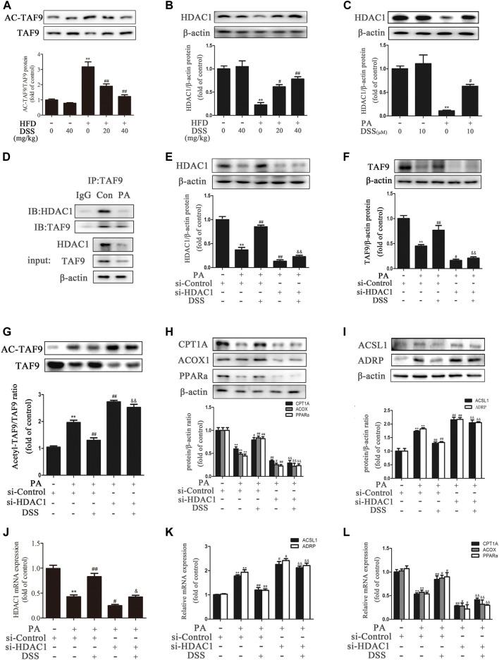 https://cdn.ncbi.nlm.nih.gov/pmc/blobs/4817/8678612/366b3199b63f/fphar-12-775528-g006.jpg