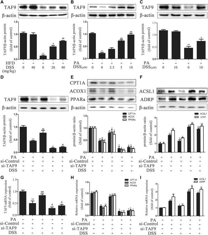 https://cdn.ncbi.nlm.nih.gov/pmc/blobs/4817/8678612/8c6d98db99a6/fphar-12-775528-g004.jpg