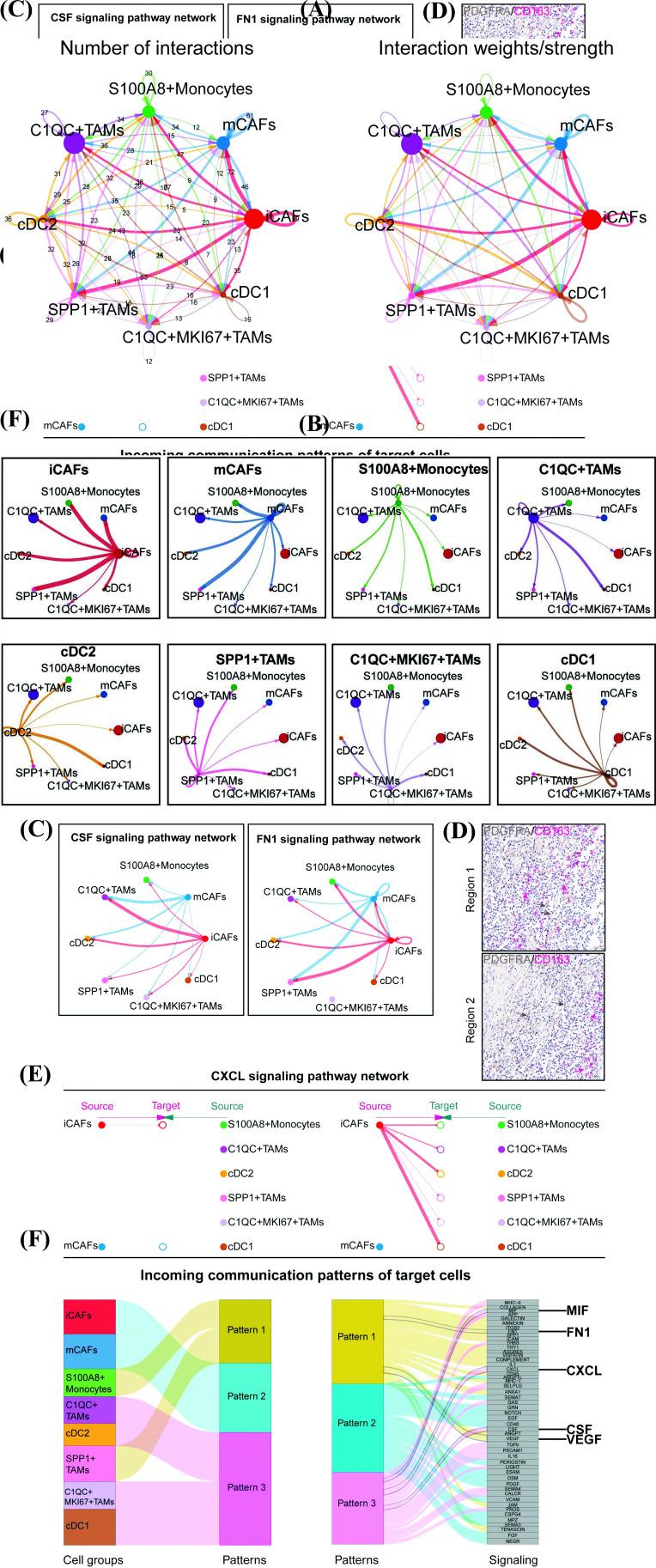 https://cdn.ncbi.nlm.nih.gov/pmc/blobs/481a/11420565/eb12a0969be9/CG-25-390_F6.jpg