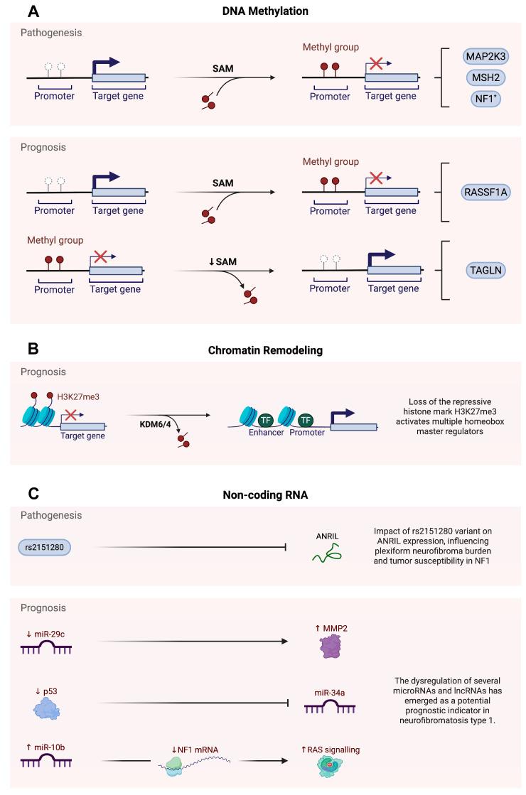 https://cdn.ncbi.nlm.nih.gov/pmc/blobs/481b/12372142/b58db392ce75/epigenomes-09-00030-g001.jpg