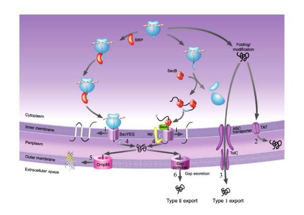 https://cdn.ncbi.nlm.nih.gov/pmc/blobs/481c/2040162/9cb16d1b545c/1471-2105-8-330-3.jpg