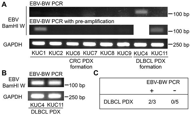 https://cdn.ncbi.nlm.nih.gov/pmc/blobs/481c/5226574/1dc939c55339/oncotarget-07-50150-g005.jpg