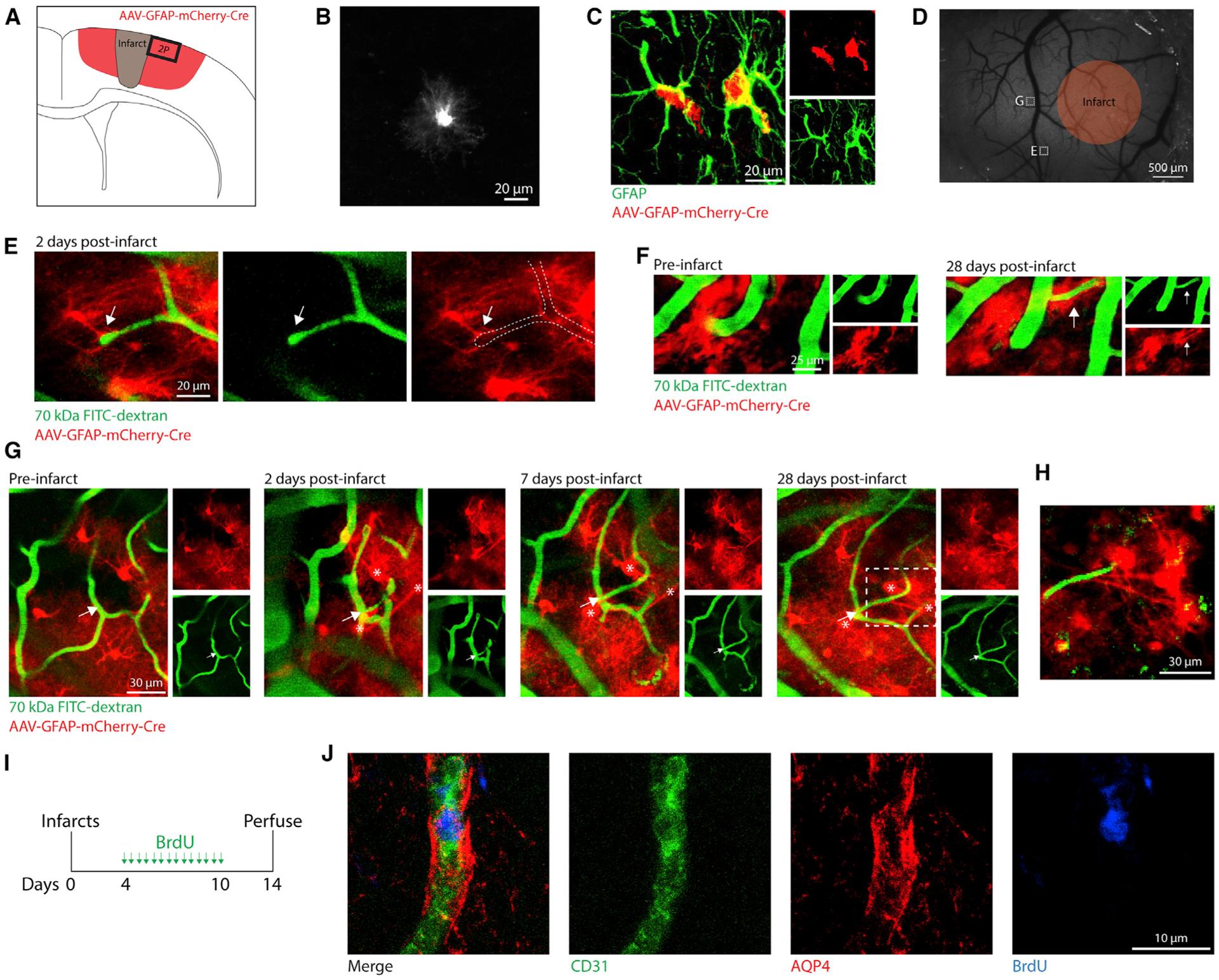 https://cdn.ncbi.nlm.nih.gov/pmc/blobs/481c/8142687/b490bfe41d7e/nihms-1698680-f0003.jpg