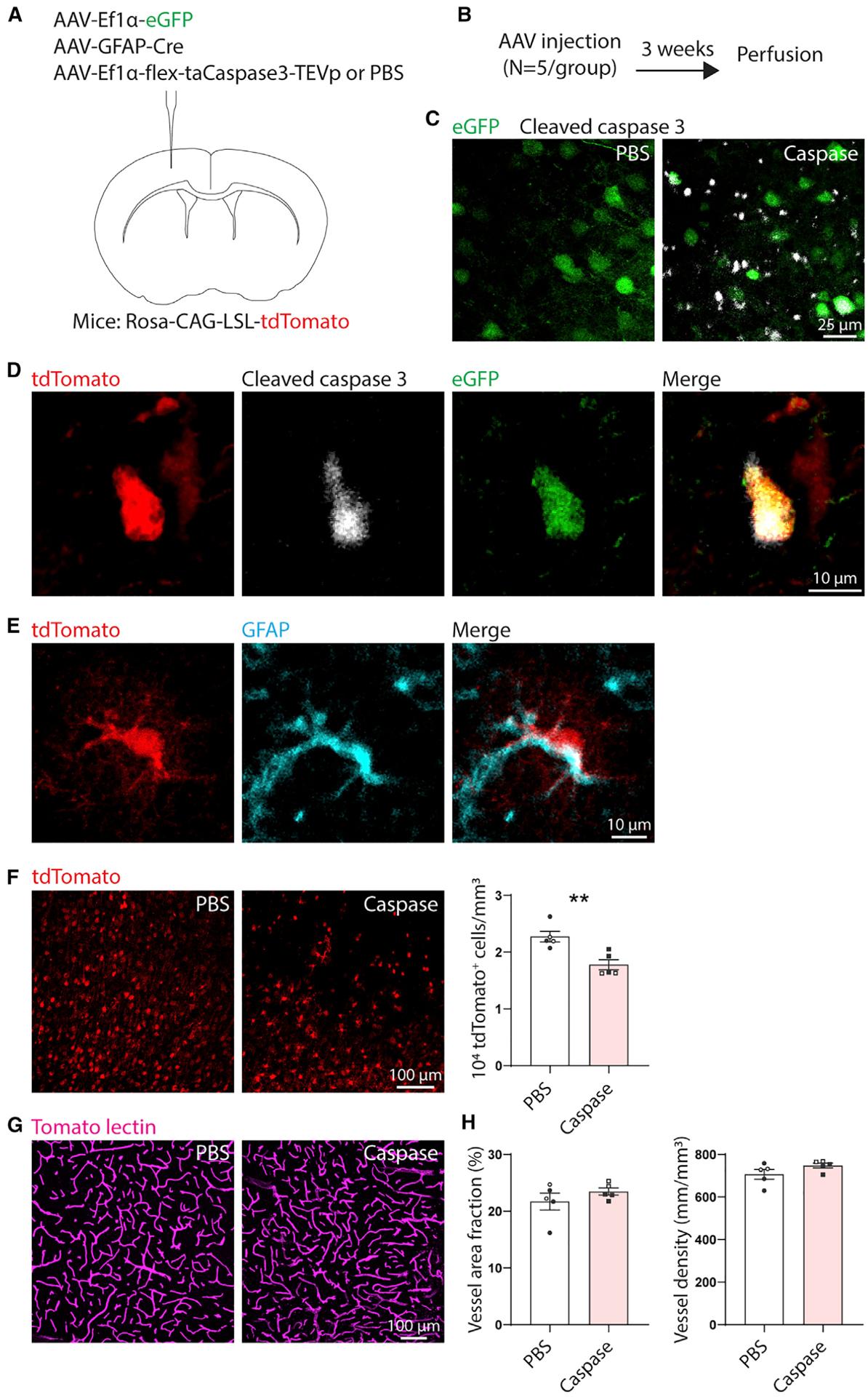 https://cdn.ncbi.nlm.nih.gov/pmc/blobs/481c/8142687/de96bc781da9/nihms-1698680-f0007.jpg
