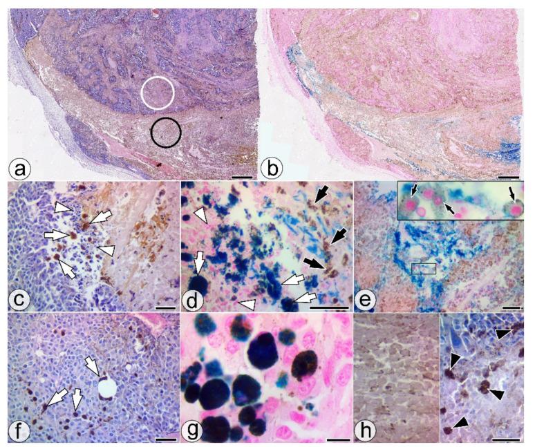 https://cdn.ncbi.nlm.nih.gov/pmc/blobs/481e/8537856/a4e427f44afe/pharmaceuticals-14-01007-g003.jpg