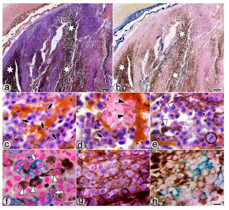 https://cdn.ncbi.nlm.nih.gov/pmc/blobs/481e/8537856/eb76a4aad9da/pharmaceuticals-14-01007-g004.jpg