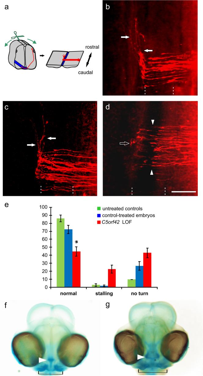 https://cdn.ncbi.nlm.nih.gov/pmc/blobs/4820/5839020/65b08e4c7215/41431_2017_19_Fig4_HTML.jpg