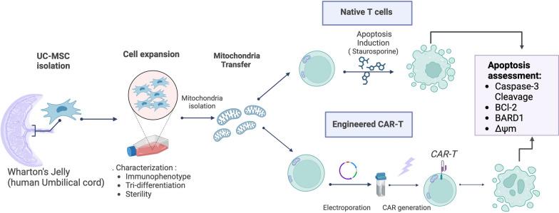 https://cdn.ncbi.nlm.nih.gov/pmc/blobs/4821/11429672/5d24ece8acce/12967_2024_5627_Fig1_HTML.jpg