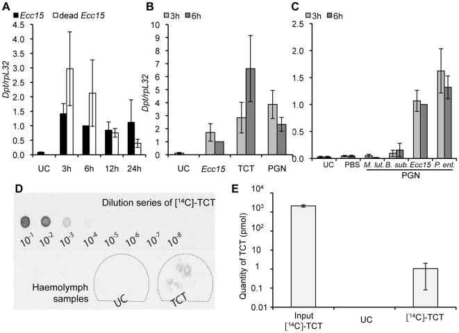 https://cdn.ncbi.nlm.nih.gov/pmc/blobs/4821/2787014/37af02967ba9/ppat.1000694.g005.jpg
