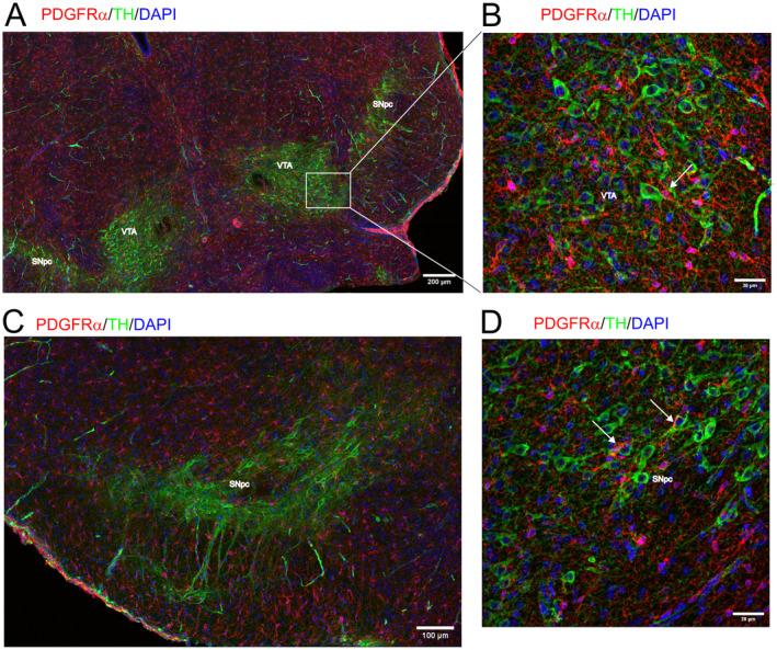 https://cdn.ncbi.nlm.nih.gov/pmc/blobs/4823/11773302/41e97b9dc89d/JNC-169-0-g003.jpg