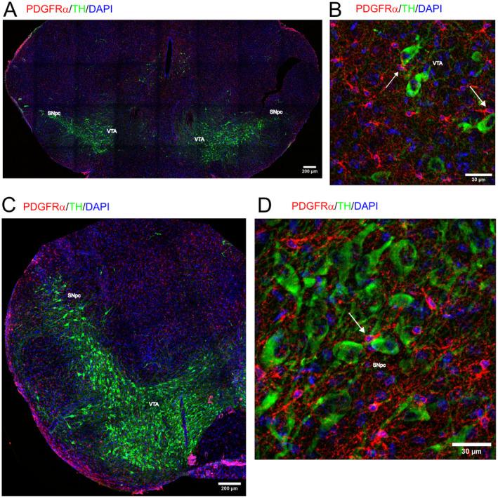 https://cdn.ncbi.nlm.nih.gov/pmc/blobs/4823/11773302/d4dc560ff0eb/JNC-169-0-g005.jpg
