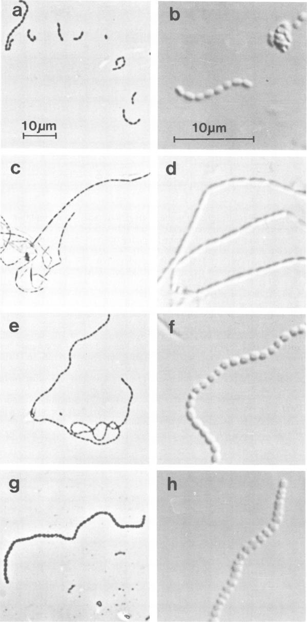 https://cdn.ncbi.nlm.nih.gov/pmc/blobs/4823/347730/bc66d4d9e1e9/iai00145-0297-a.jpg
