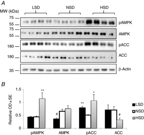 https://cdn.ncbi.nlm.nih.gov/pmc/blobs/4824/5685825/6588e9ac53a4/TJP-595-6905-g008.jpg