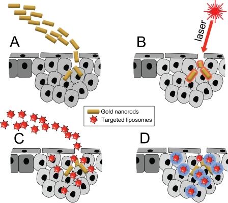 https://cdn.ncbi.nlm.nih.gov/pmc/blobs/4826/2845077/a4c933ade73a/JCB_200910104_RGB_Fig3.jpg
