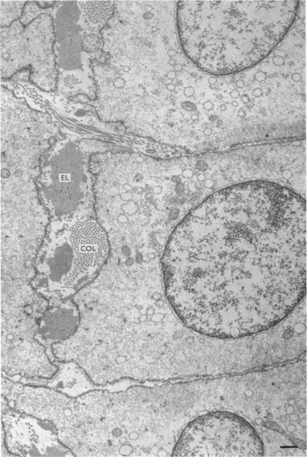 https://cdn.ncbi.nlm.nih.gov/pmc/blobs/482b/1350453/01e43af113ce/jphysiol00958-0067-a.jpg