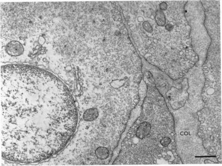 https://cdn.ncbi.nlm.nih.gov/pmc/blobs/482b/1350453/b3f7b9ba8b58/jphysiol00958-0068-b.jpg