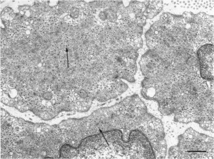 https://cdn.ncbi.nlm.nih.gov/pmc/blobs/482b/1350453/d84b06c0b6e8/jphysiol00958-0069-a.jpg