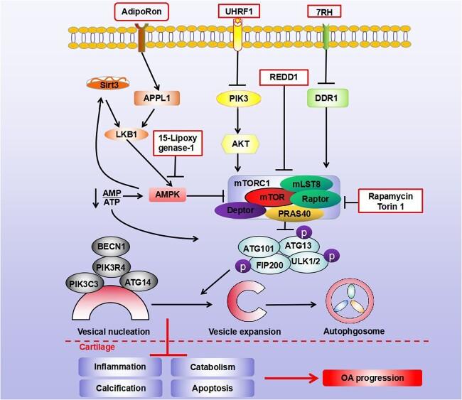 https://cdn.ncbi.nlm.nih.gov/pmc/blobs/482c/9887948/519245d6f750/tkac060f2.jpg