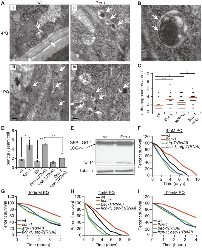 https://cdn.ncbi.nlm.nih.gov/pmc/blobs/4830/3998892/f247ff8f3ce0/pgen.1004273.g003.jpg