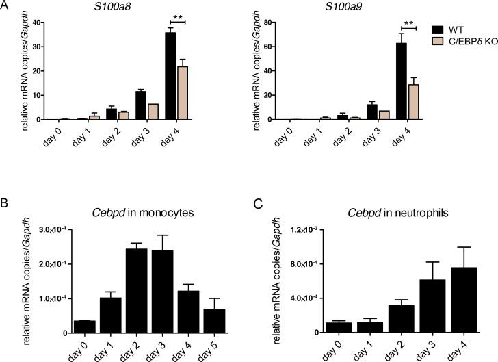 https://cdn.ncbi.nlm.nih.gov/pmc/blobs/4830/9122501/e6690fc90beb/elife-75594-fig2-figsupp1.jpg