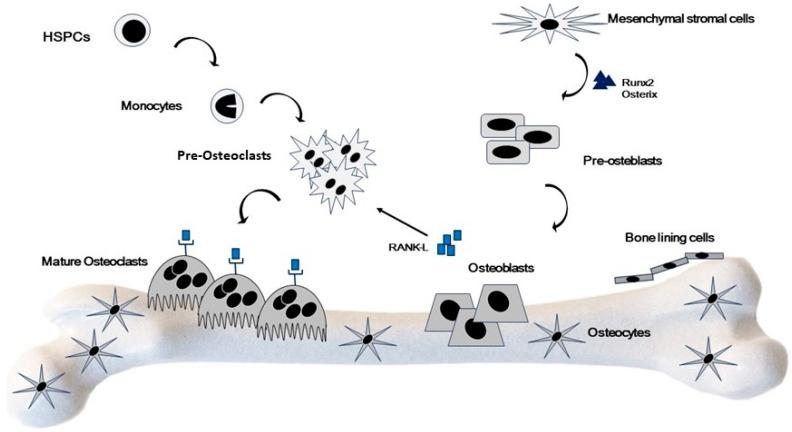 https://cdn.ncbi.nlm.nih.gov/pmc/blobs/4831/10932404/6107034dcdd1/ijms-25-02902-g002.jpg