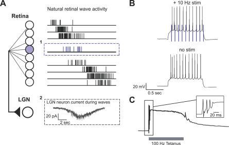 https://cdn.ncbi.nlm.nih.gov/pmc/blobs/4832/1821053/a1e0283f204a/pbio.0050061.g001.jpg