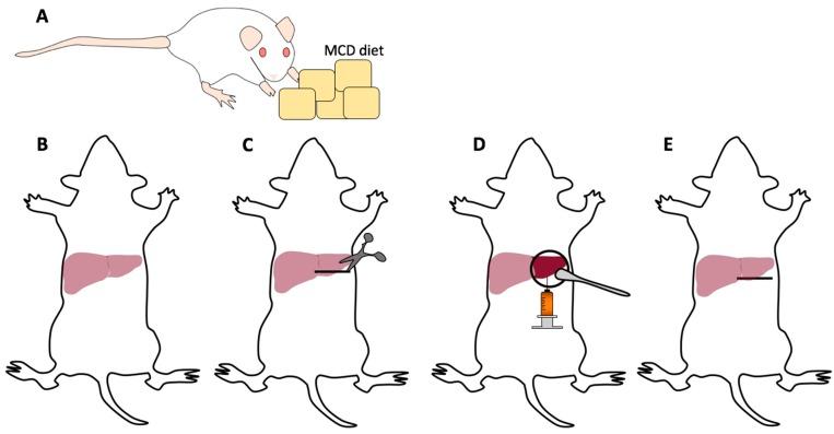https://cdn.ncbi.nlm.nih.gov/pmc/blobs/4835/6526445/38d33668c9f3/mps-01-00021-g002.jpg
