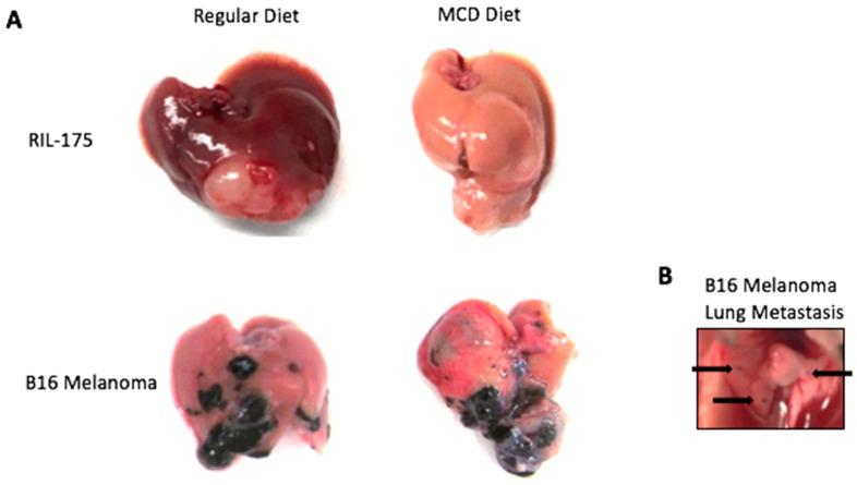 https://cdn.ncbi.nlm.nih.gov/pmc/blobs/4835/6526445/fd4608ca8115/mps-01-00021-g005.jpg
