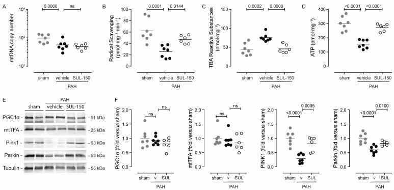 https://cdn.ncbi.nlm.nih.gov/pmc/blobs/4837/12346692/bb17ea435a83/ijms-26-07181-g005.jpg