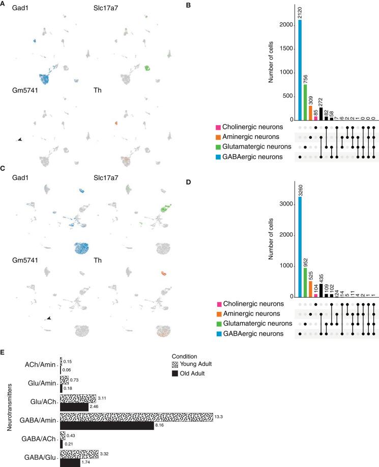 https://cdn.ncbi.nlm.nih.gov/pmc/blobs/483a/7883486/291d2296f2c0/fnmol-14-623148-g0009.jpg