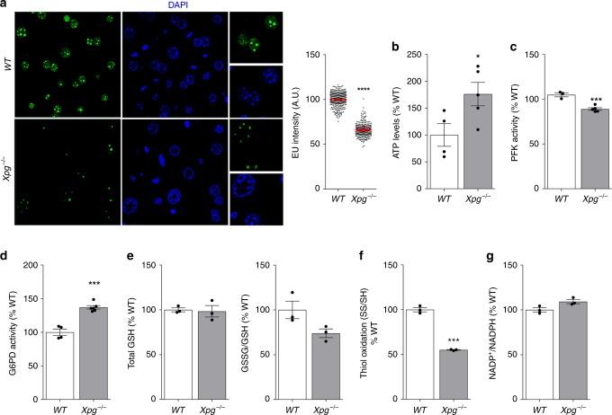 https://cdn.ncbi.nlm.nih.gov/pmc/blobs/483b/6814737/443de65336c9/41467_2019_12640_Fig6_HTML.jpg