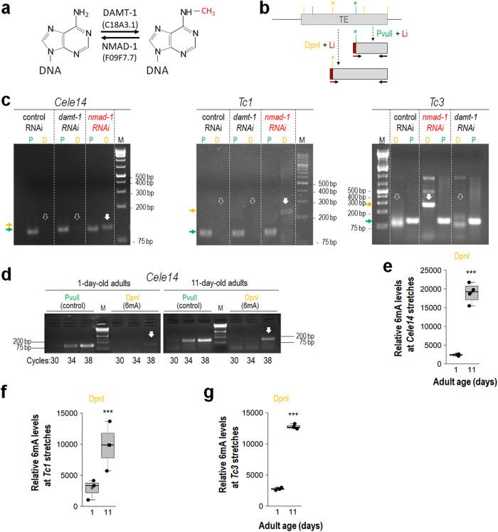 https://cdn.ncbi.nlm.nih.gov/pmc/blobs/4841/10465613/21482040b196/41467_2023_40957_Fig4_HTML.jpg