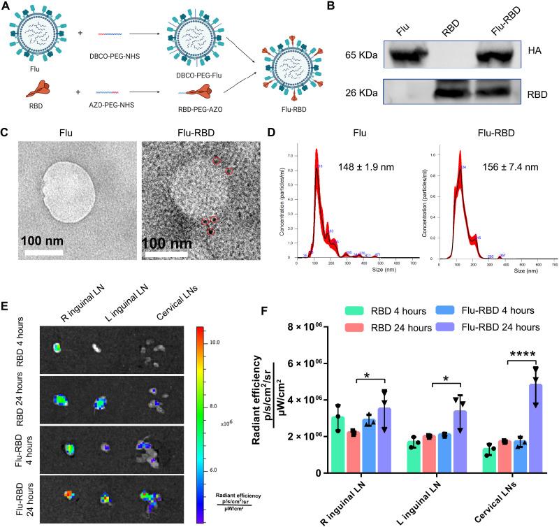 https://cdn.ncbi.nlm.nih.gov/pmc/blobs/4842/10289656/a057ef59a5e9/sciadv.abo4100-f2.jpg