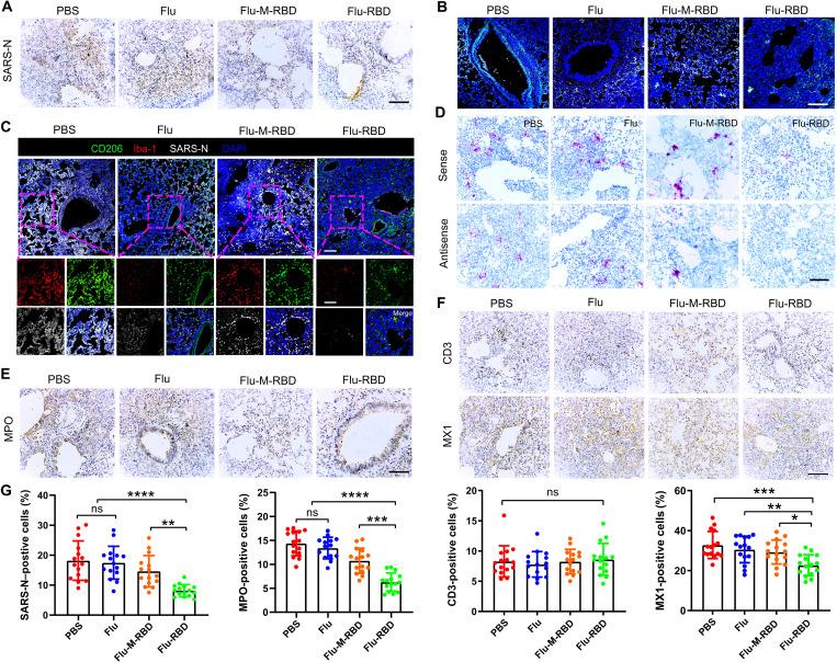 https://cdn.ncbi.nlm.nih.gov/pmc/blobs/4842/10289656/f21a786816fa/sciadv.abo4100-f6.jpg