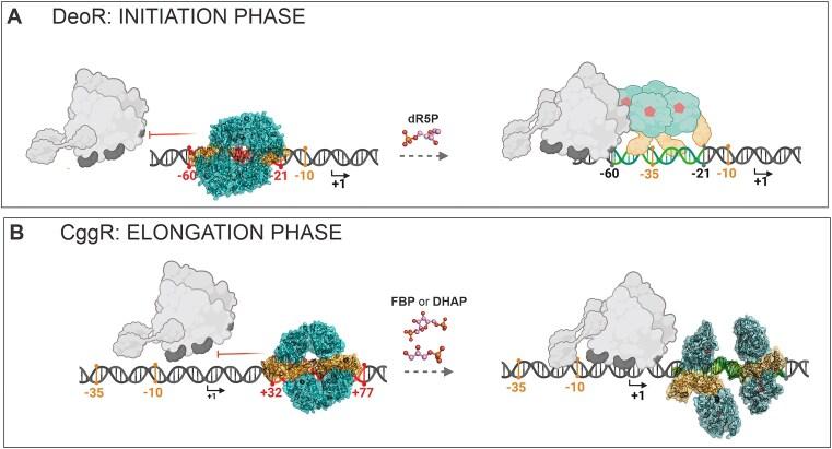 https://cdn.ncbi.nlm.nih.gov/pmc/blobs/4842/11229326/da0ebe867a1f/gkae434fig6.jpg