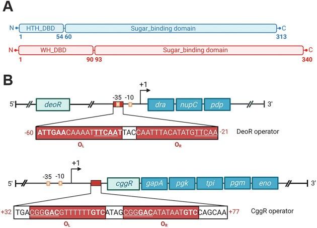 https://cdn.ncbi.nlm.nih.gov/pmc/blobs/4842/11229326/fb4cf42c695e/gkae434fig1.jpg