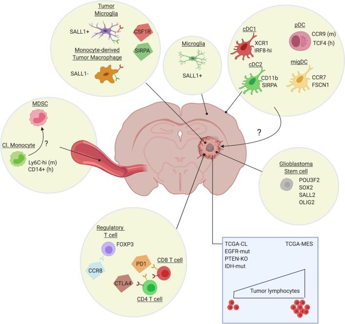 https://cdn.ncbi.nlm.nih.gov/pmc/blobs/4843/7000215/4f24ae08105a/elife-52176-fig1.jpg