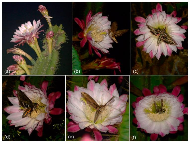 https://cdn.ncbi.nlm.nih.gov/pmc/blobs/4845/10053946/d9c6ba93d53e/plants-12-01298-g002.jpg
