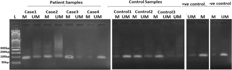 https://cdn.ncbi.nlm.nih.gov/pmc/blobs/4845/6637610/f7cb04e65ec6/12872_2019_1146_Fig2_HTML.jpg