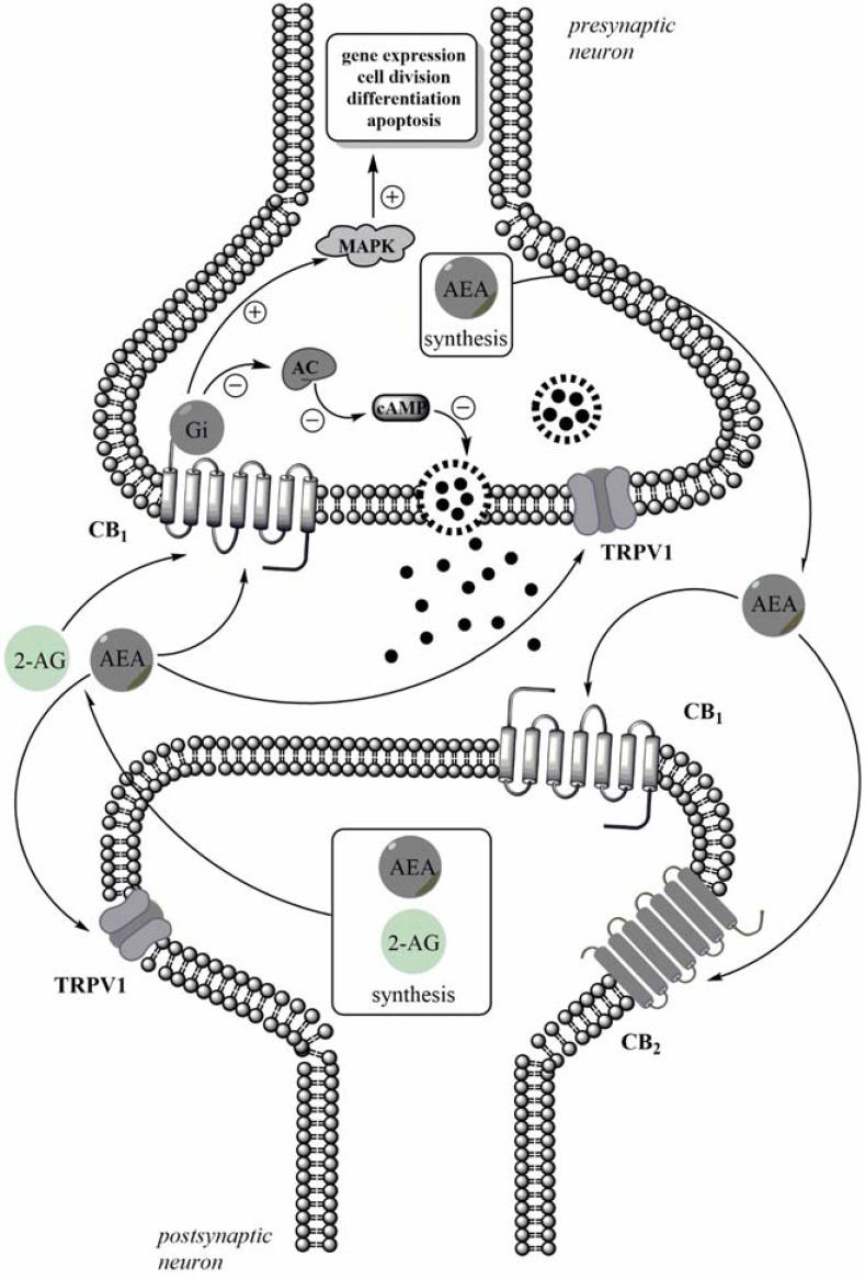 https://cdn.ncbi.nlm.nih.gov/pmc/blobs/4847/4243035/0e67b9888c99/CN-12-462_F1.jpg