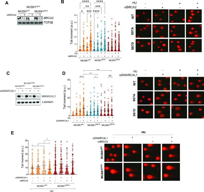 https://cdn.ncbi.nlm.nih.gov/pmc/blobs/4848/10359636/2cb82dbc4622/gkad470fig4.jpg