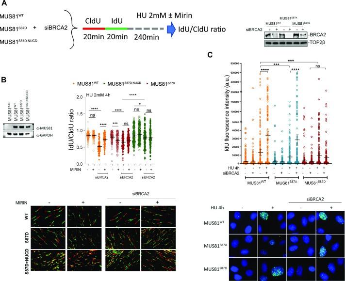 https://cdn.ncbi.nlm.nih.gov/pmc/blobs/4848/10359636/2e9107afe644/gkad470fig3.jpg