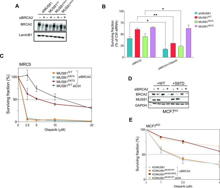 https://cdn.ncbi.nlm.nih.gov/pmc/blobs/4848/10359636/3df4eac3a52d/gkad470fig2.jpg