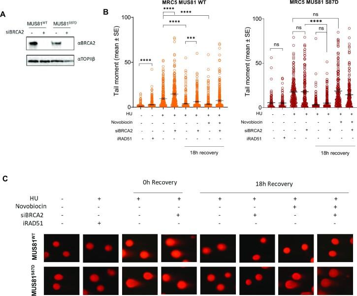 https://cdn.ncbi.nlm.nih.gov/pmc/blobs/4848/10359636/dc2dca560340/gkad470fig6.jpg
