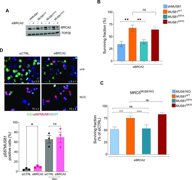 https://cdn.ncbi.nlm.nih.gov/pmc/blobs/4848/10359636/e7f856a292b4/gkad470fig1.jpg